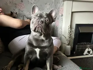 French Bulldog dogs Grey French bulldog up for stud - Advert 1