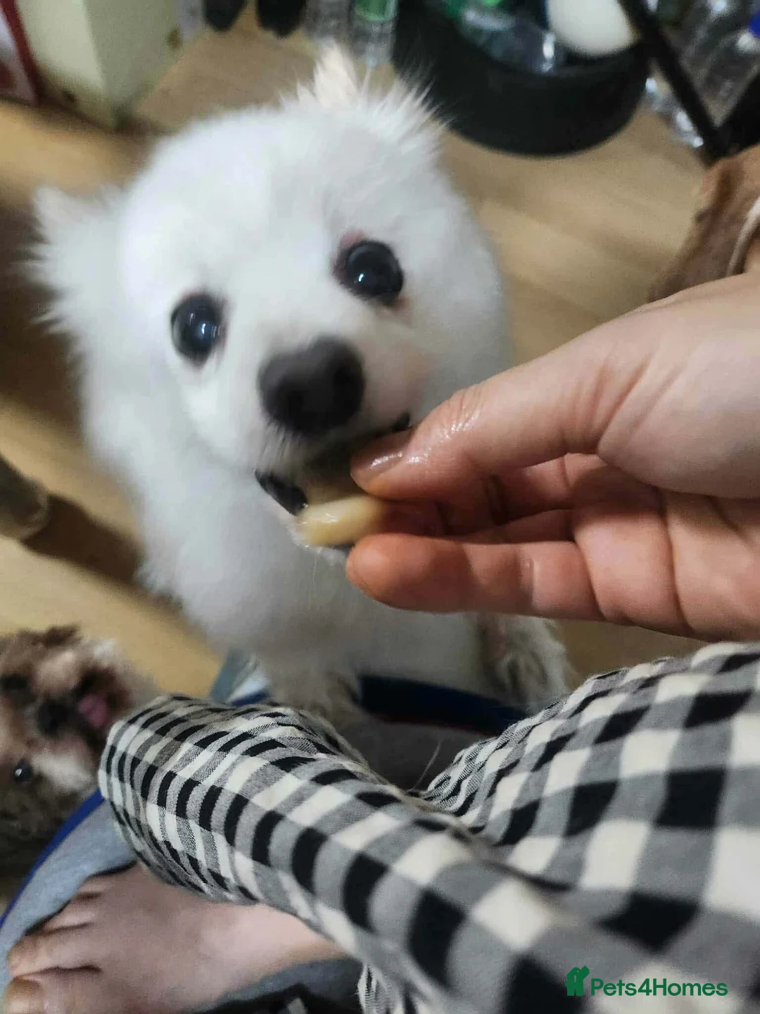 Japanese Spitz dogs for adoption: Snow is 6 year spitz type meat trade survivor  - Advert 6