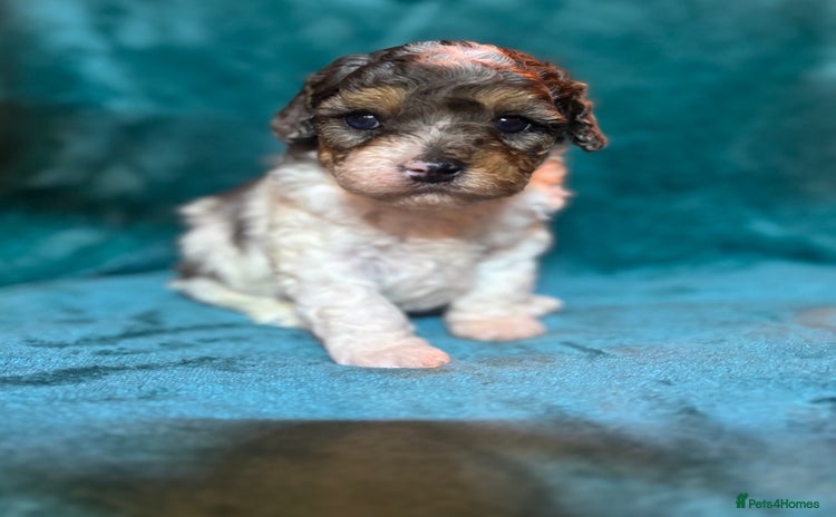 Cavapoo dogs - Advert 13