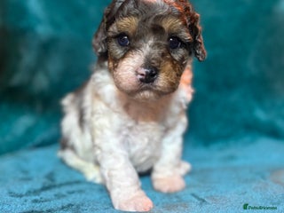 Cavapoo dogs - Advert 30