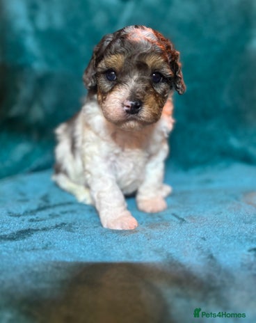 Cavapoo dogs - Advert 9