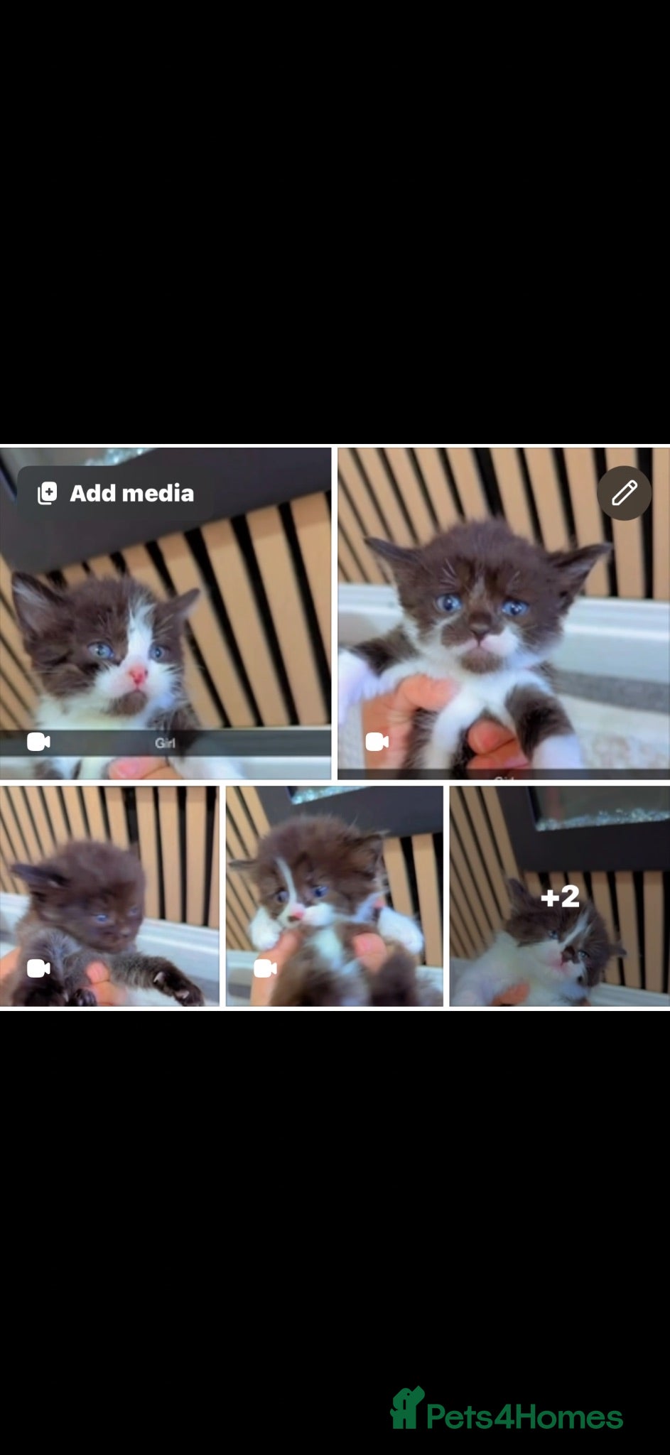 Mixed Breed cats British short hair mixed with british long hair - Advert 3