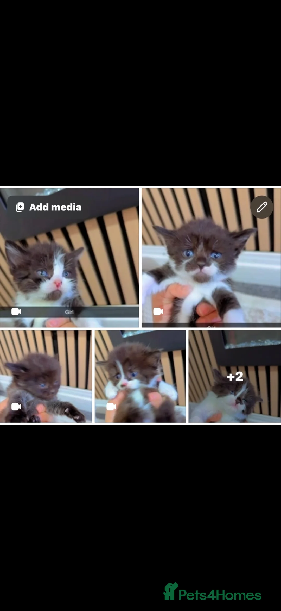 Mixed Breed cats for sale: British short hair mixed with british long hair in Sheffield - Advert 1
