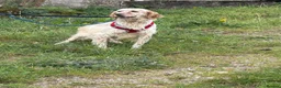 English Setter dogs for adoption: Oleo  - Advert 6