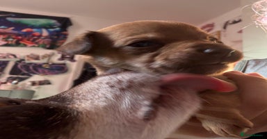 Mixed Breed dogs - Advert 14