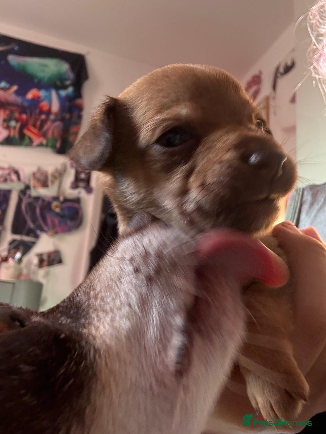 Mixed Breed dogs for sale: chihuahua mixed breed - Advert 2