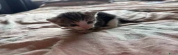 Domestic Shorthair cats for sale: Loving kittens looking for 5 ⭐ homes - Advert 8