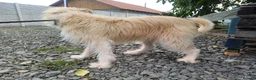 Mixed Breed dogs for adoption: 🐾💛 EMILY – A GENTLE SOUL FOR A LOVING HOME 💛🏡 - Advert 5
