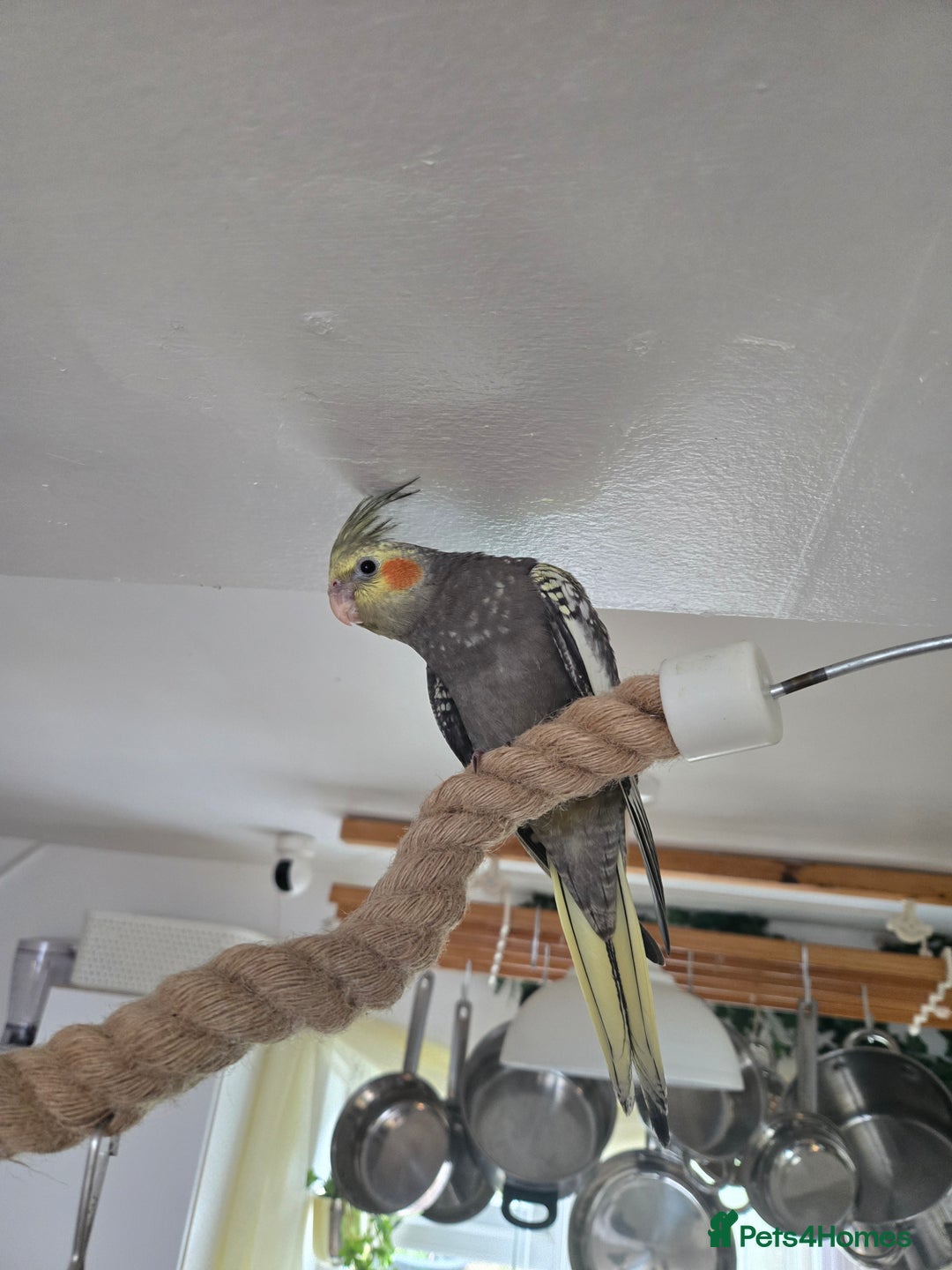 Cockatiels birds for sale: Baby cockertiel  - Image 2
