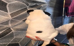 Mixed Breed dogs for sale: American bulldog x staffy 🐶 - Image 6