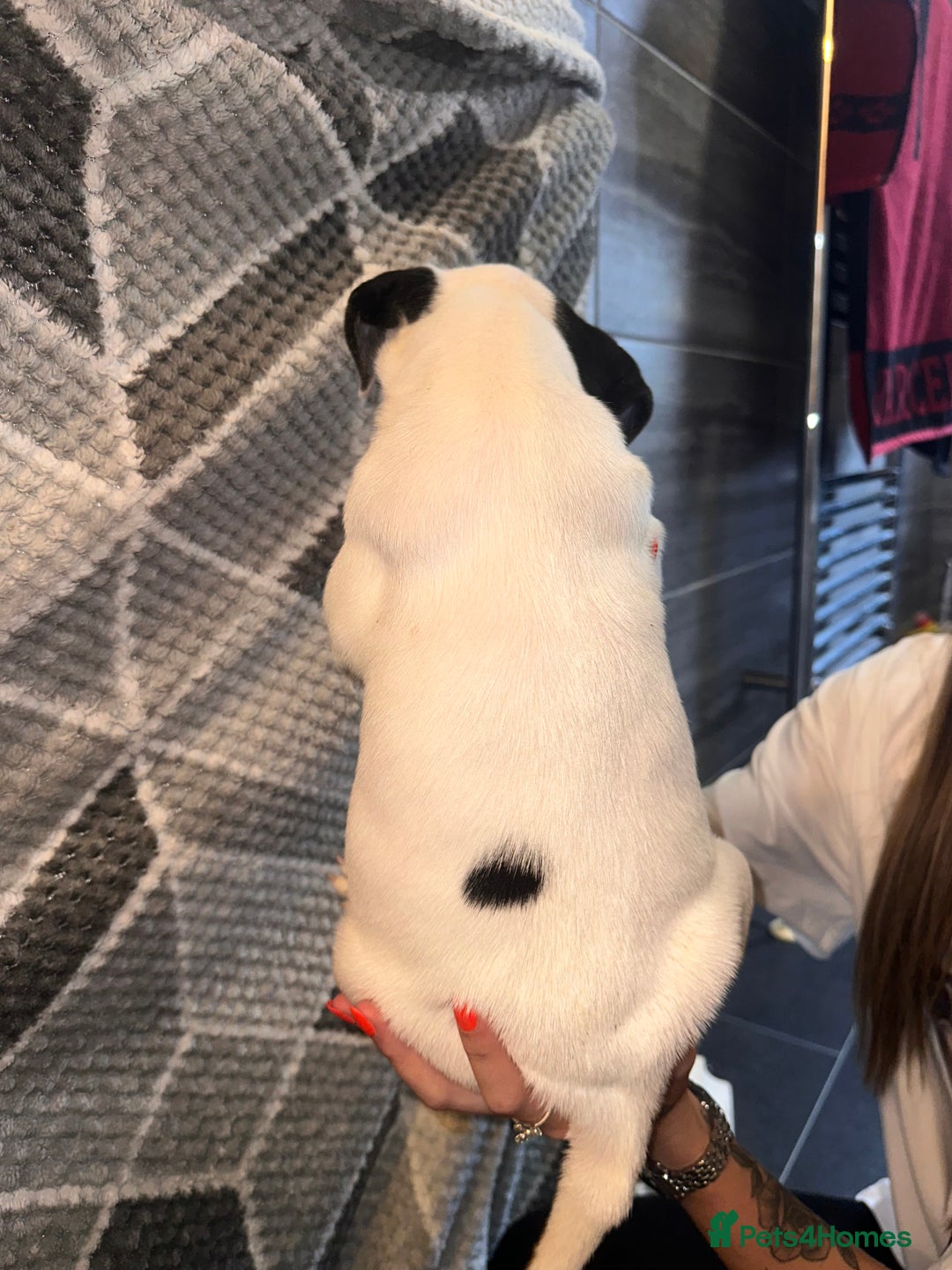 Mixed Breed dogs for sale: American bulldog x staffy 🐶 - Image 6