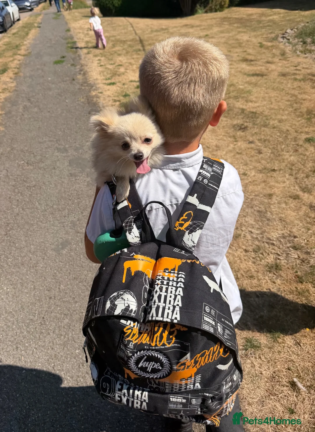 Pomchi dogs for sale: Little but mighty bear 🐻‍❄️  in Lincoln - Advert 10