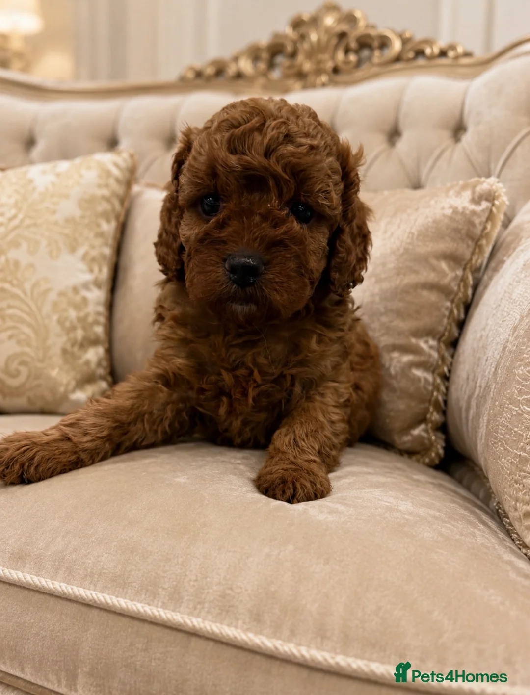 Cavapoo dogs for sale: 2 deep red F1B toy cavapoos. Full dna & health   - Advert 1