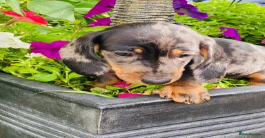 Miniature Dachshund dogs - Advert 4