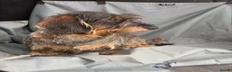 Dachshund dogs for sale: ✨Health tested, KC reg true standard wirehairs✨  - Advert 3