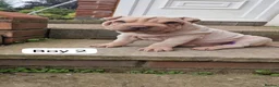 Shar Pei dogs for sale: Shar pei puppies  in Stockport - Advert 5