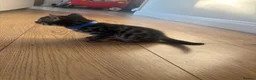 Mixed Breed cats for sale: Half bengal kittens  in Brandon - Advert 26