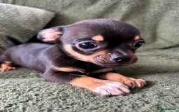 Chihuahua dogs for sale: Tiny chihuahua puppies  - Image 7