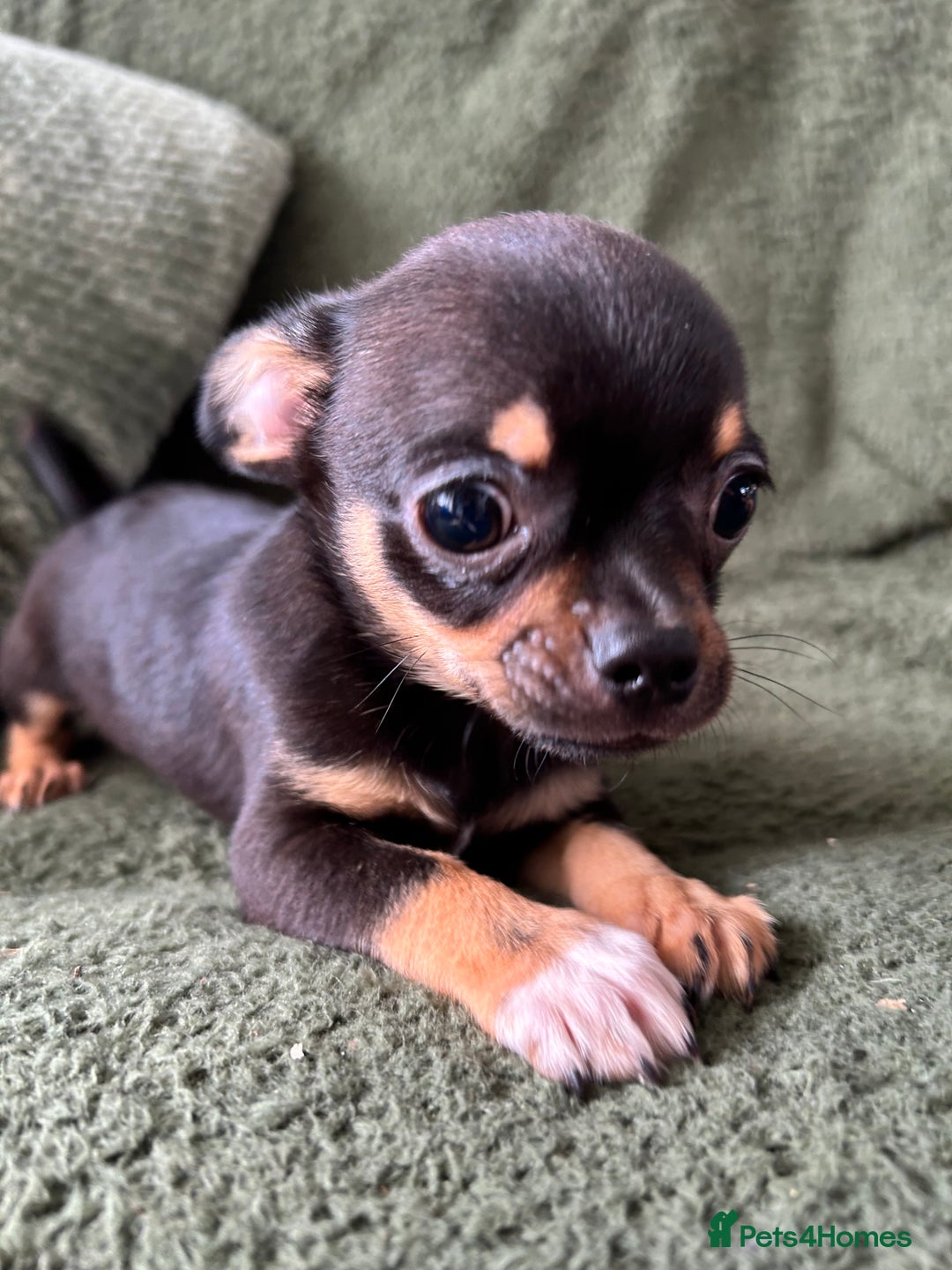Chihuahua dogs for sale: Tiny chihuahua puppies  - Image 7