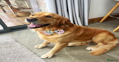 Golden Retriever dogs - Advert 15