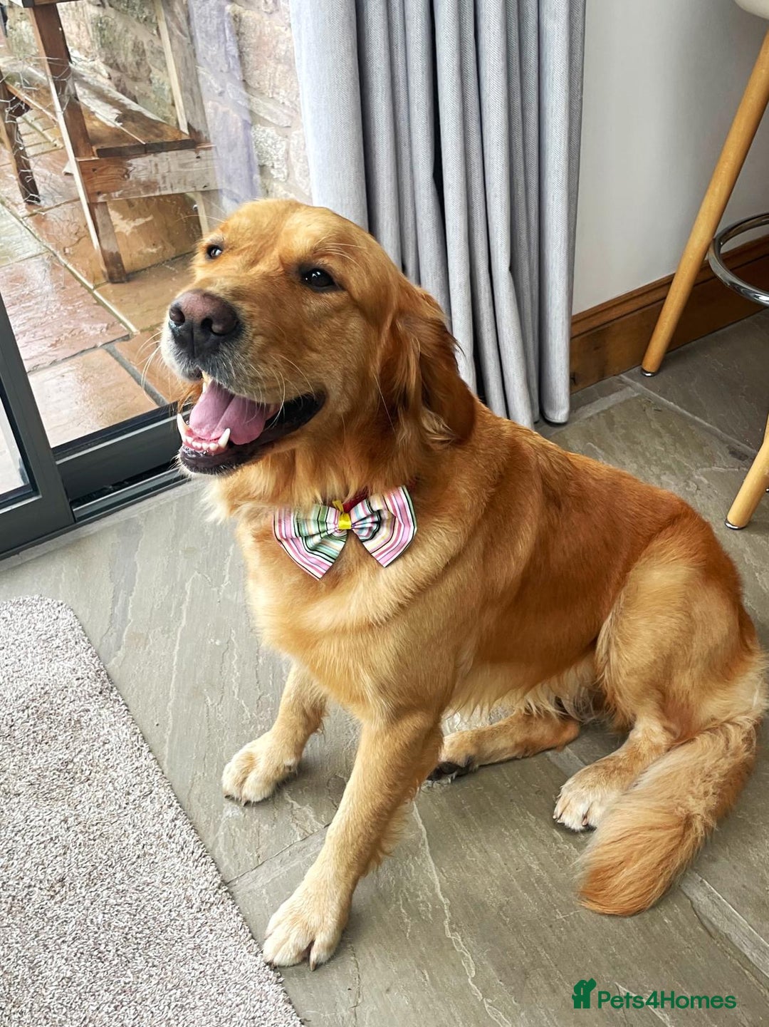 Golden Retriever dogs for sale: Working Golden Retriever Puppies  - Image 3