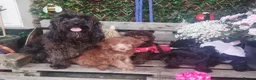 Cockapoo dogs for sale: Adorable flb cockapoo puppies  - Advert 2