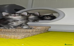 Maine Coon cats for sale: Giants TICA and GCCF Maine Coon registered  - Image 5