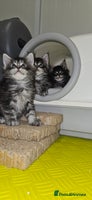 Maine Coon cats - Advert 1