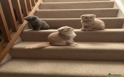 Scottish Fold cats for sale: 🩷🩷🌸Scottish Straight Girl Ready now 🩷🌸 in Haywards Heath - Image 27