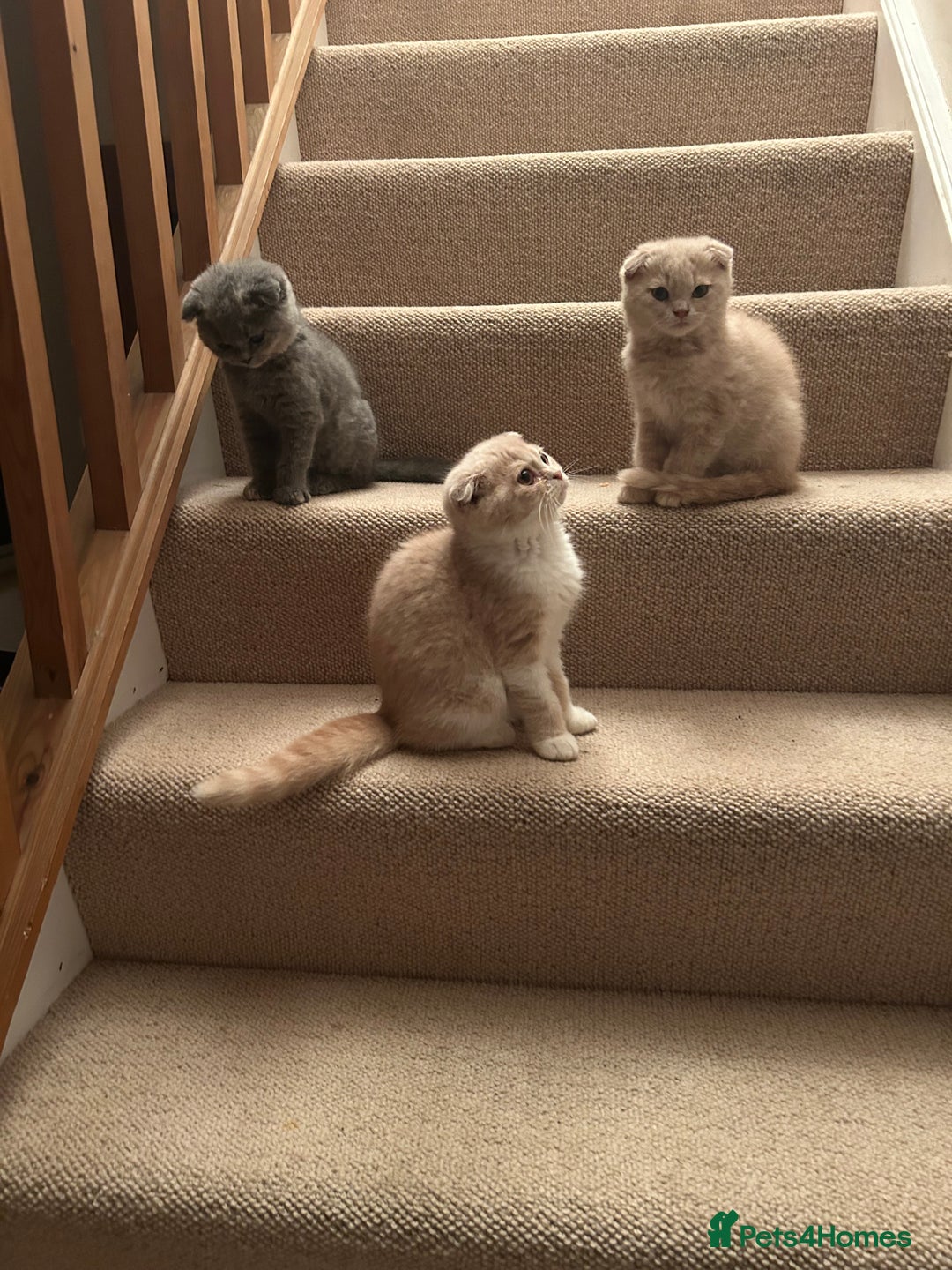 Scottish Fold cats for sale: 🩷🩷🌸Scottish Straight Girl Ready now 🩷🌸 in Haywards Heath - Image 27