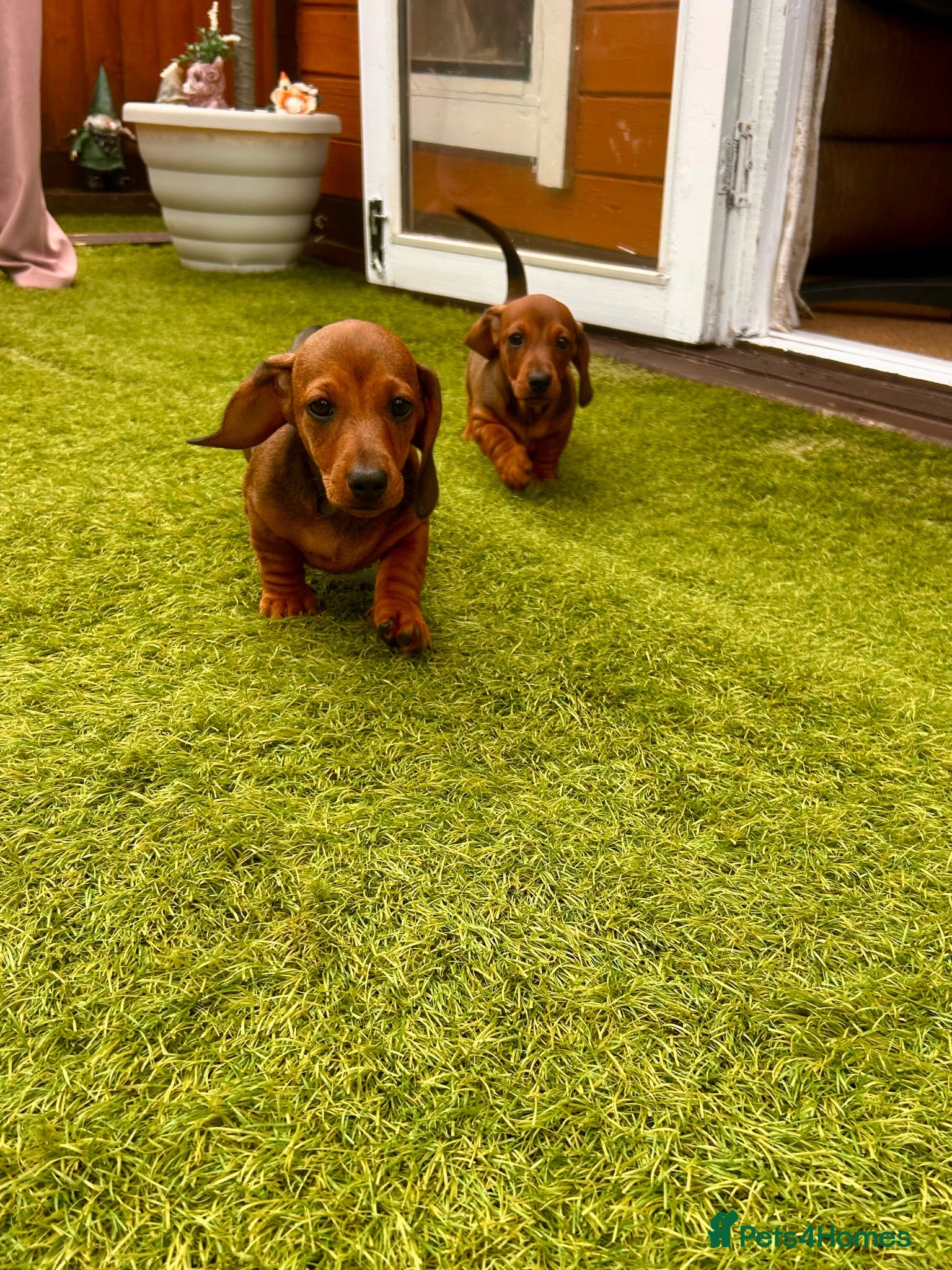 Miniature Dachshund dogs Beautiful miniature dachshunds - Advert 1