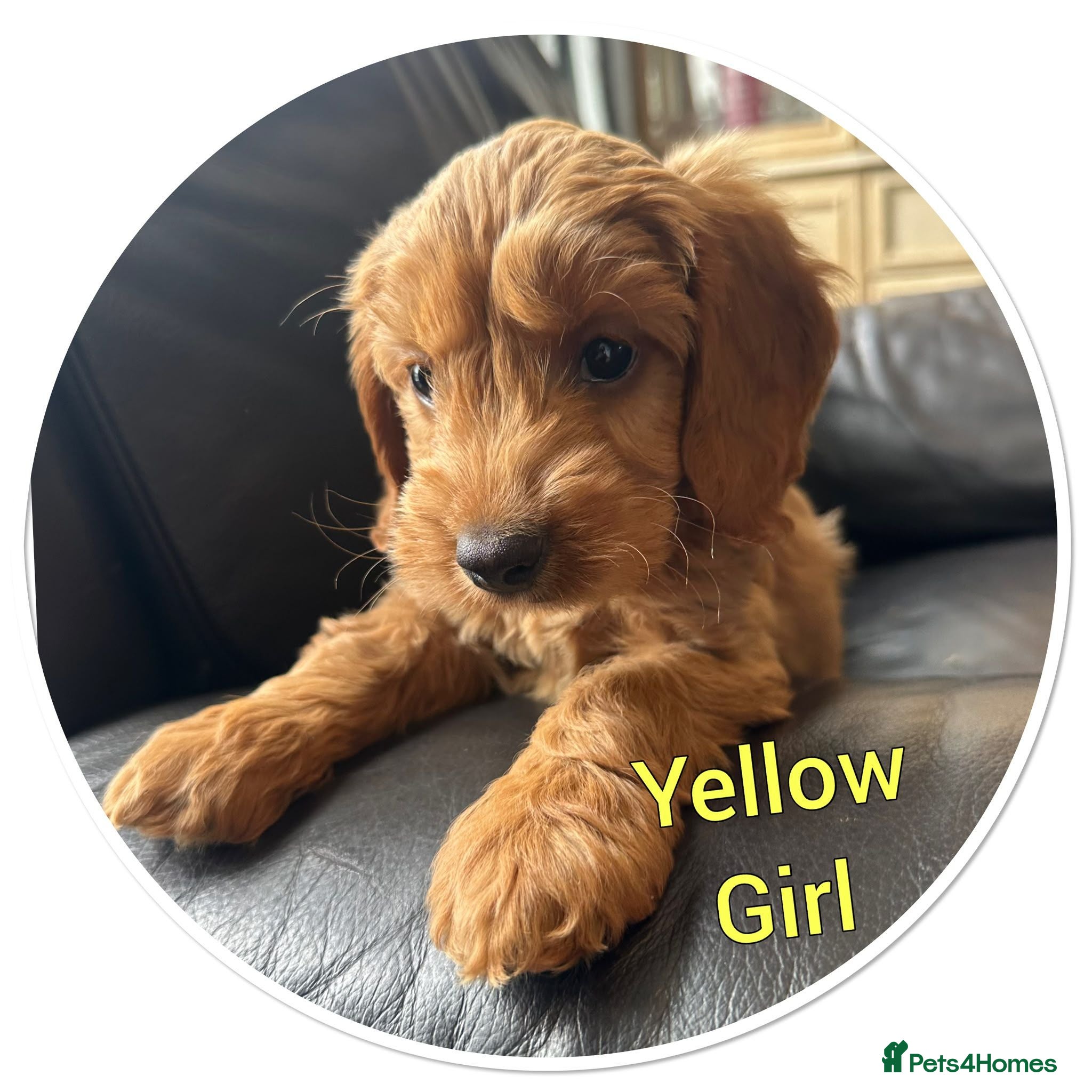 Cockapoo dogs Liensed red f1b cockapoo dna  tested  - Advert 11