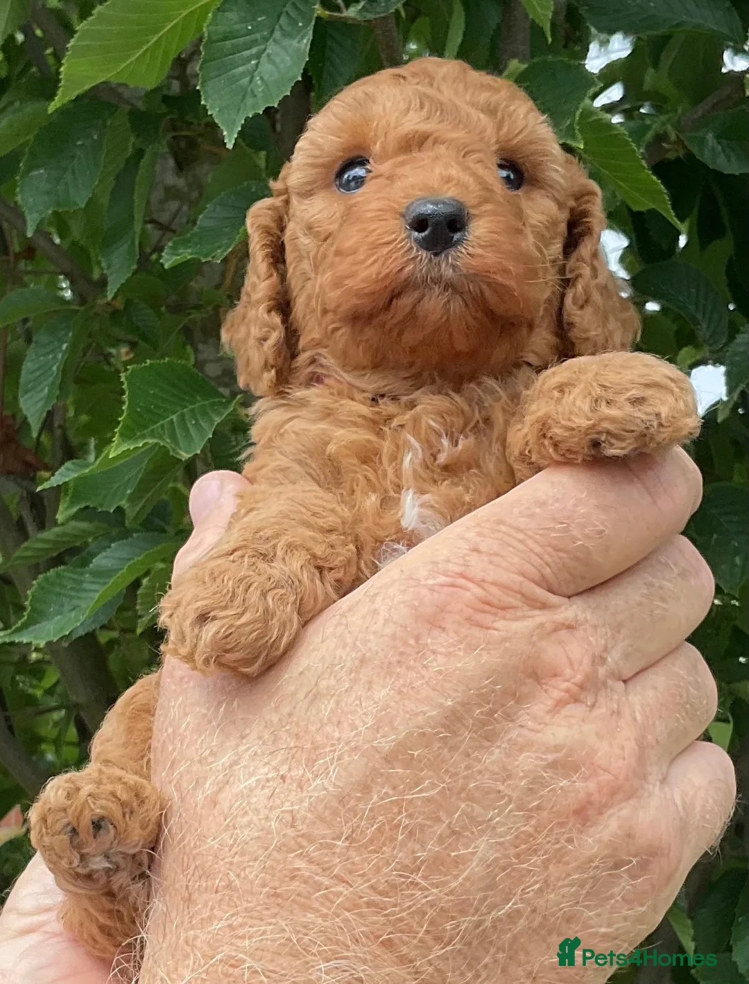 Cockapoo dogs for sale: Cockapoo puppies Red & Black ready 15 Aug - Advert 1