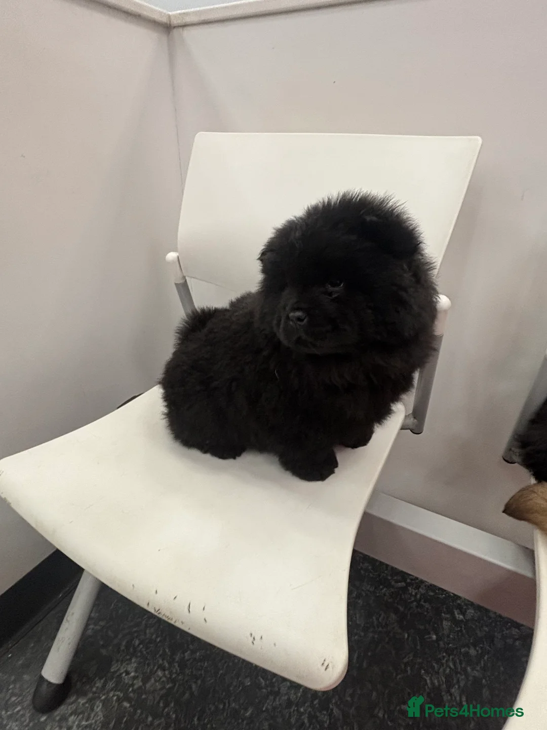 Chow Chow dogs for sale: 2 males 1 female ready from 1st Feb  - Advert 7