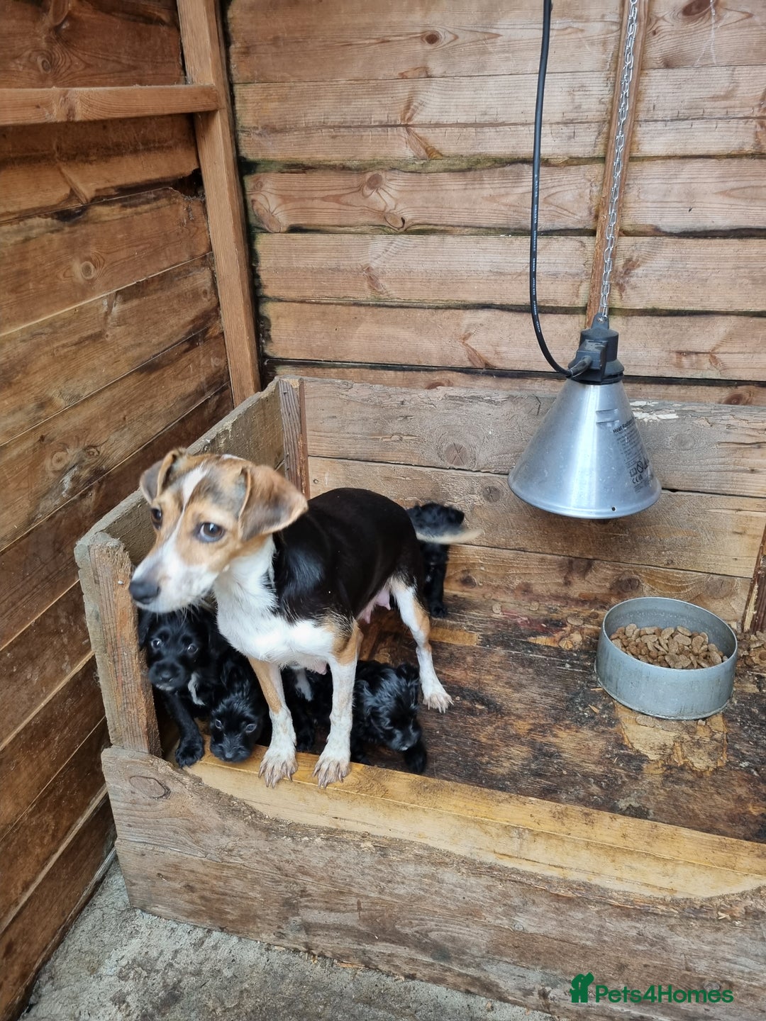 Jackapoo dogs for sale: Jackapoo puppies - Image 4