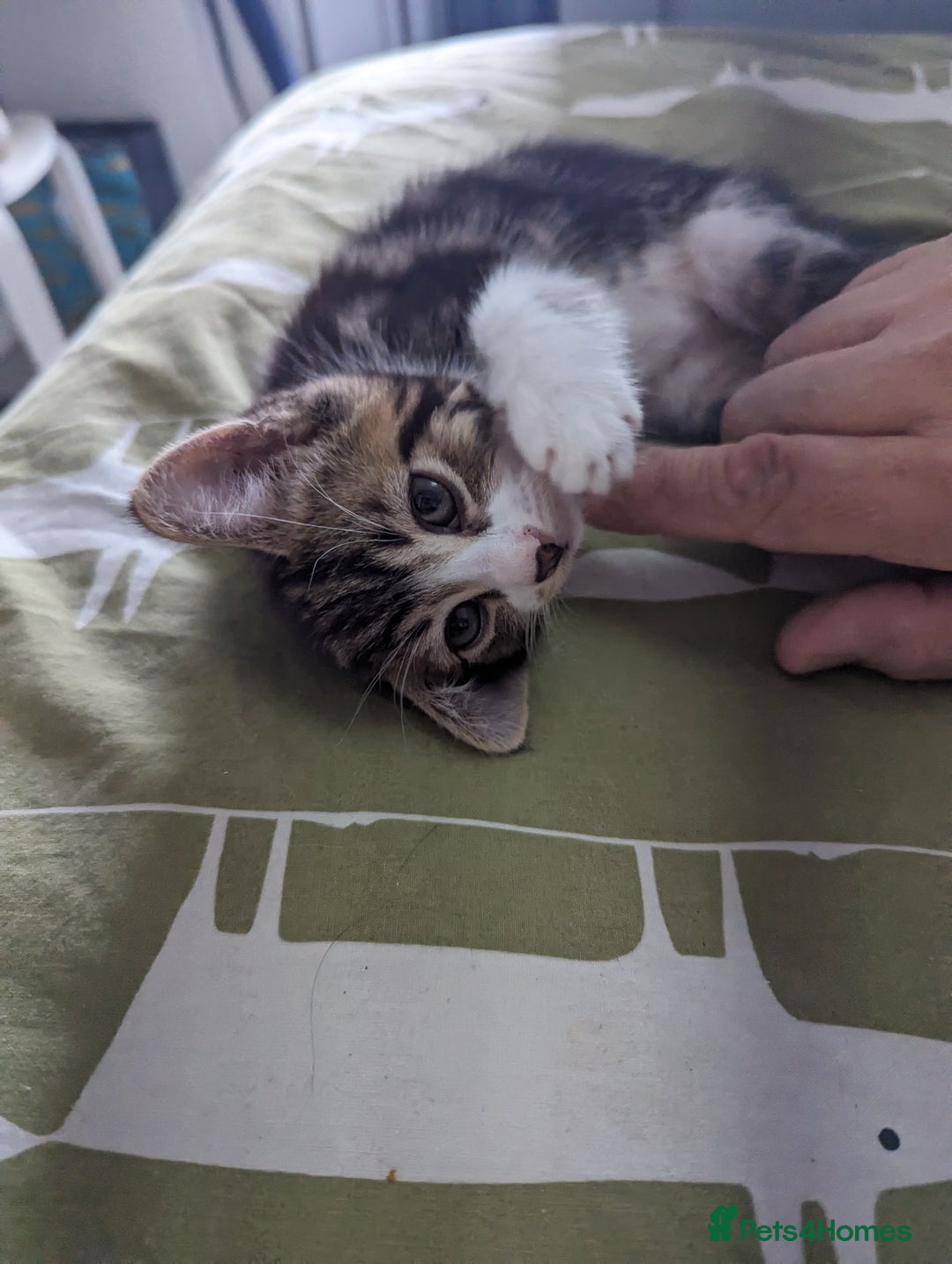 Domestic Shorthair cats for sale: 4 beautiful kittens - Image 2