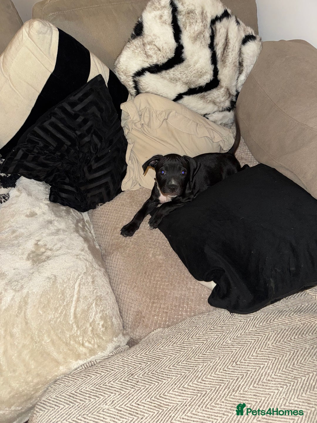 Staffordshire Bull Terrier dogs for sale: Lovely staffy called kobe - Advert 3