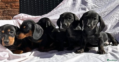 Dachshund dogs - Advert 10