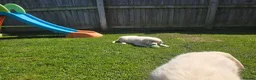 Golden Retriever dogs for sale: all puppies have now been reserved - Advert 11