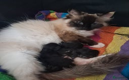 Mixed Breed cats for sale: Stunning litter of 4 gorgeous fur babies  - Image 8