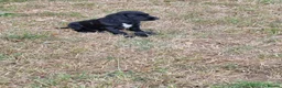 Sprocker dogs for sale: Sprocker Boys - Advert 16