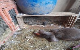 French Lop rabbits for sale: Male and female giant french lops for sale  - Image 4