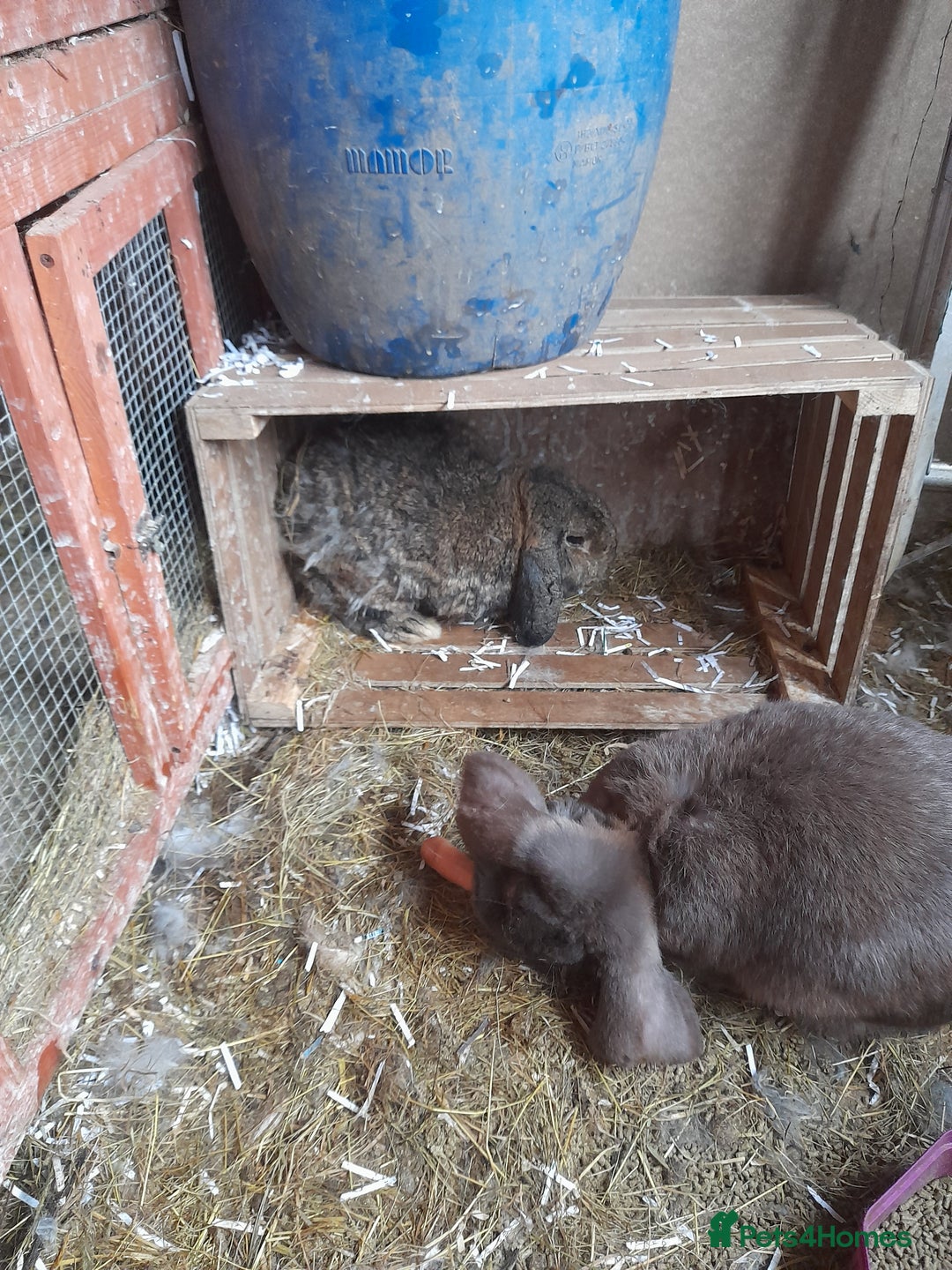 French Lop rabbits for sale: Male and female giant french lops for sale  - Image 4