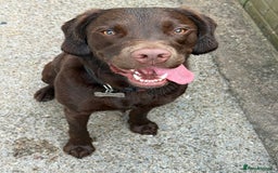 Springador dogs for sale: Chocolate springador  - Image 4
