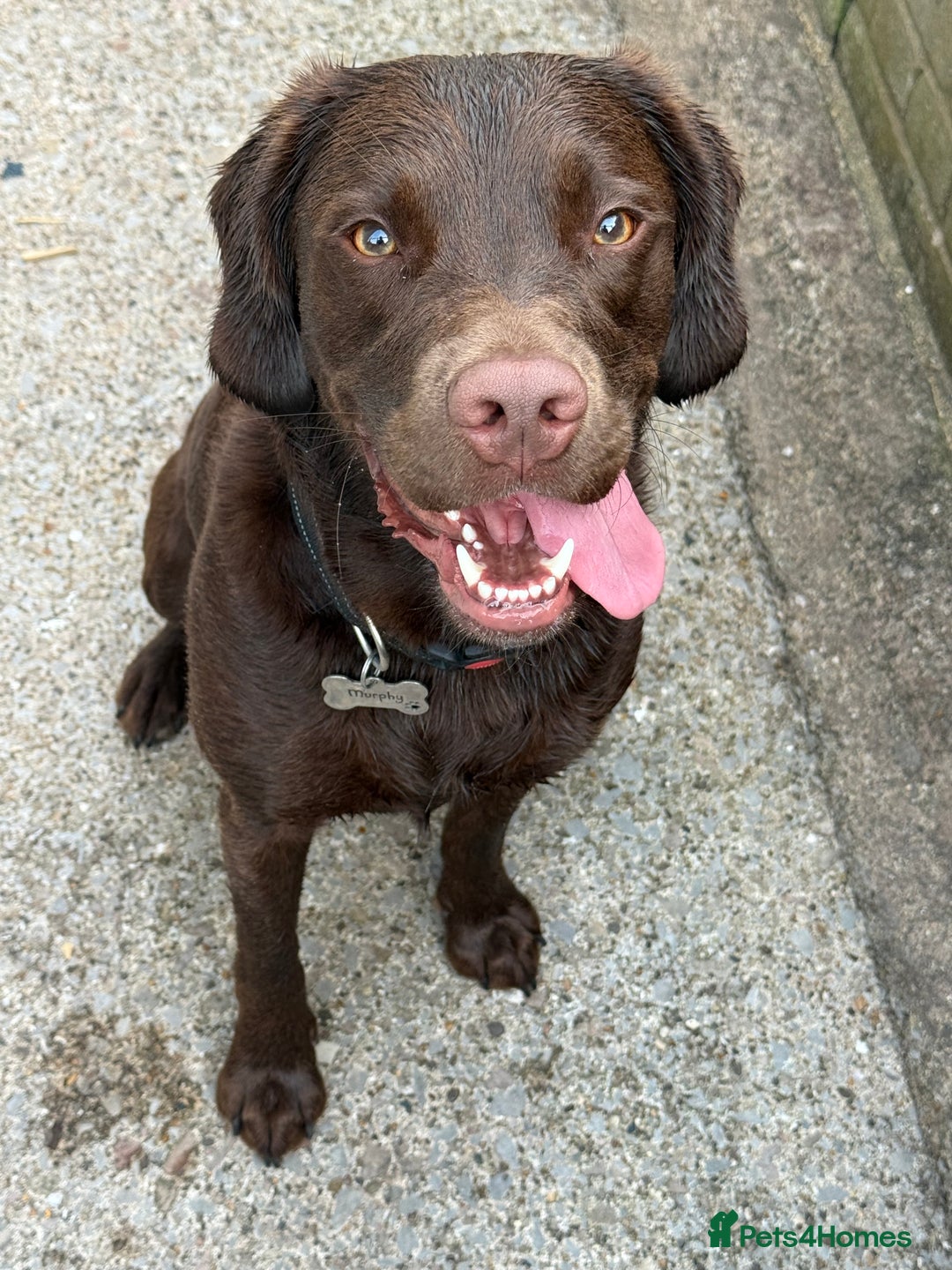Springador dogs for sale: Chocolate springador  - Image 4