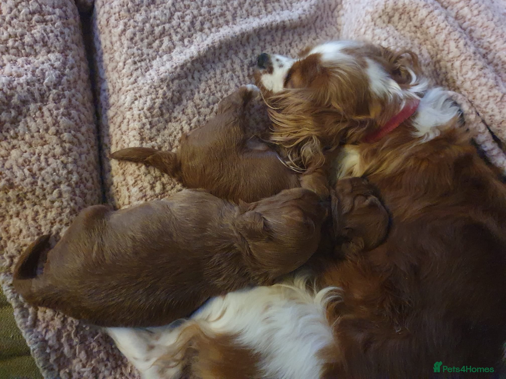 Cavapoo dogs cavapoos - Advert 1