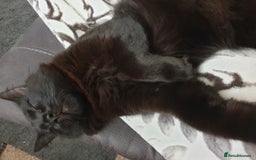 British Longhair cats for sale: Beautiful Male Neutered Black House Cat - Image 2
