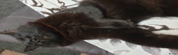 British Longhair cats for sale: Beautiful Male Neutered Black House Cat - Advert 2