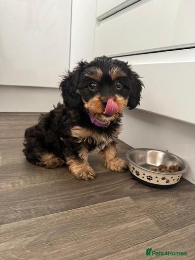 Gallery Image {{count}}