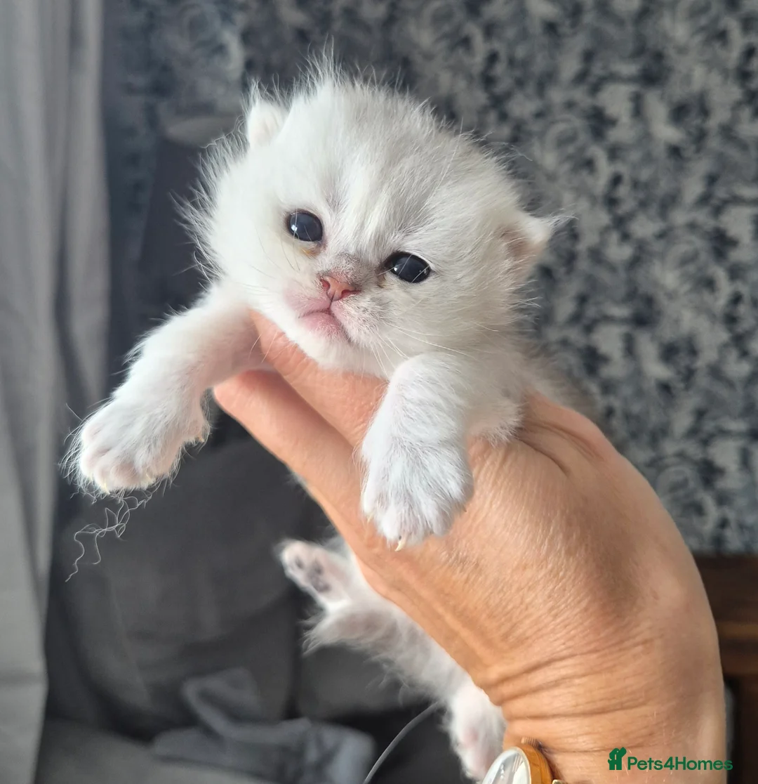 British Shorthair cats for sale: Registered Golden & Black tipped  - Advert 2